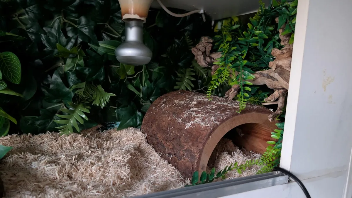 FREE Cornsnake with full setup - Image 3