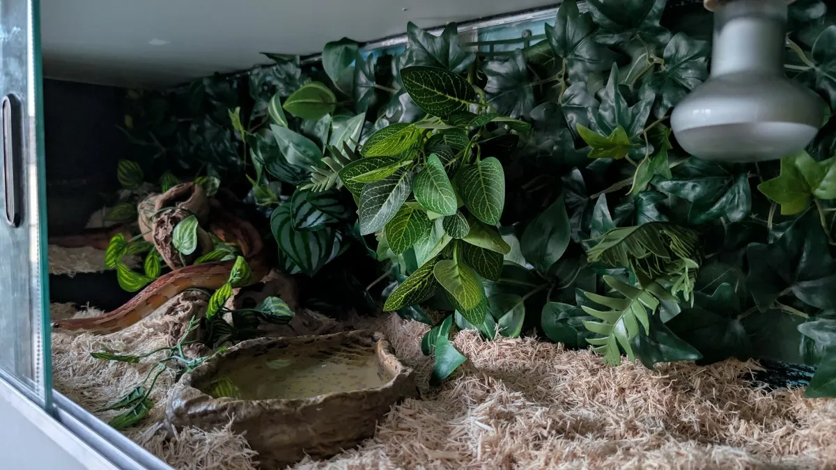 FREE Cornsnake with full setup - Image 4