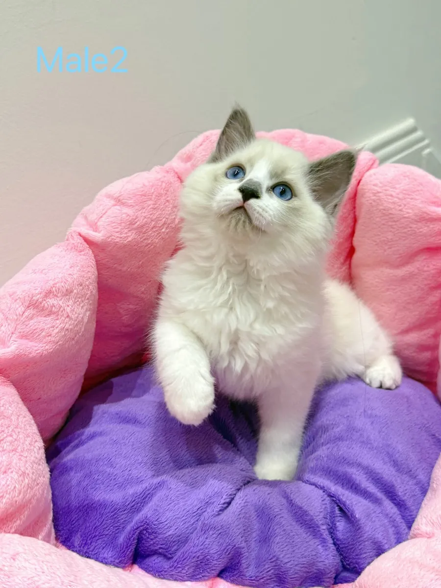 Purebred Ragdoll kittens TICA registered - Image 1