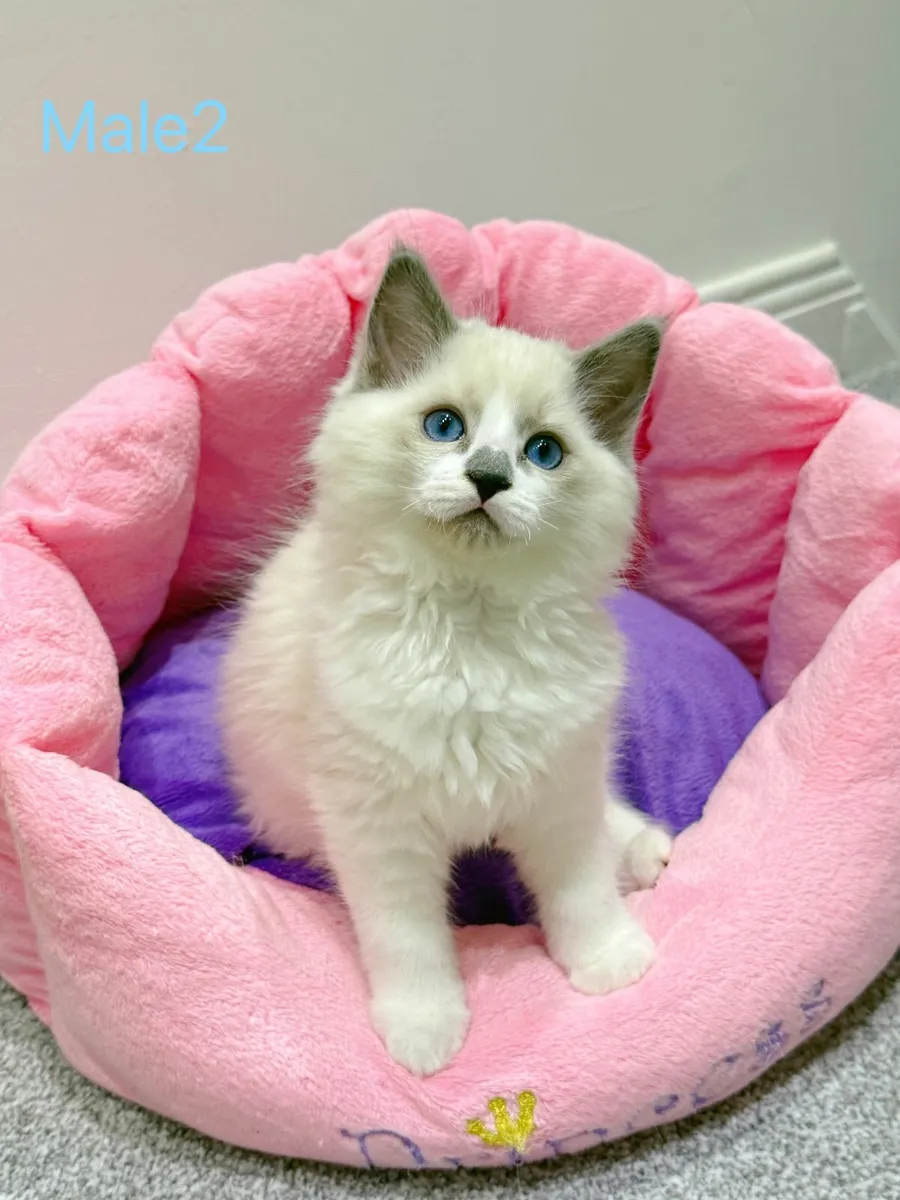 Purebred Ragdoll kittens TICA registered - Image 2