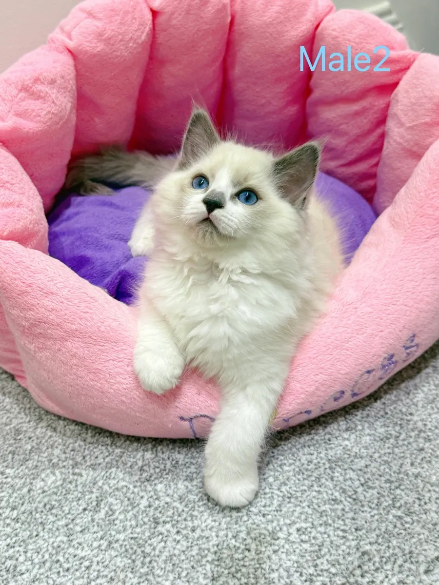 Purebred Ragdoll kittens TICA registered - Image 3