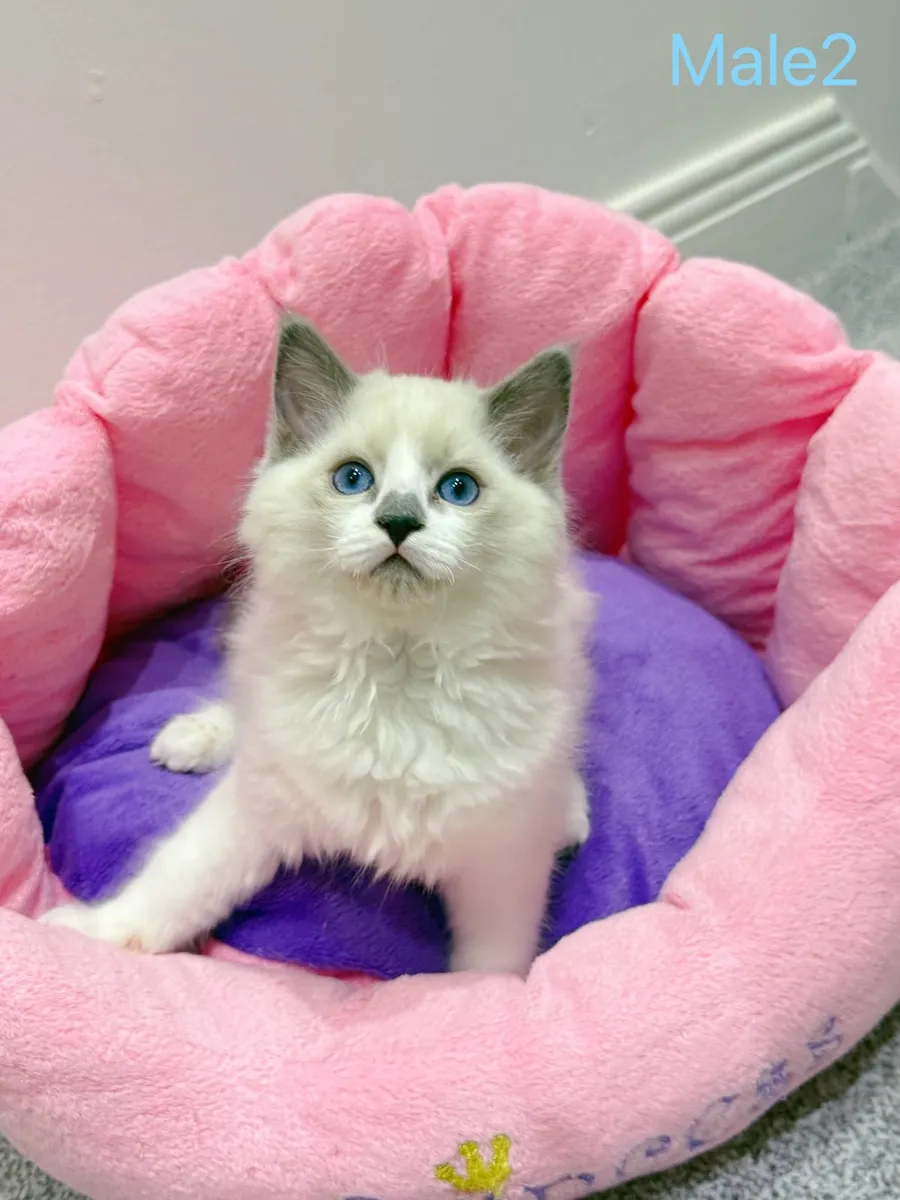 Purebred Ragdoll kittens TICA registered - Image 4