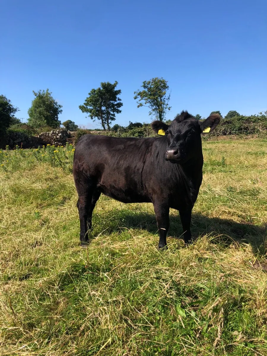 Pedigree Aberdeen Angus heifer - Image 1