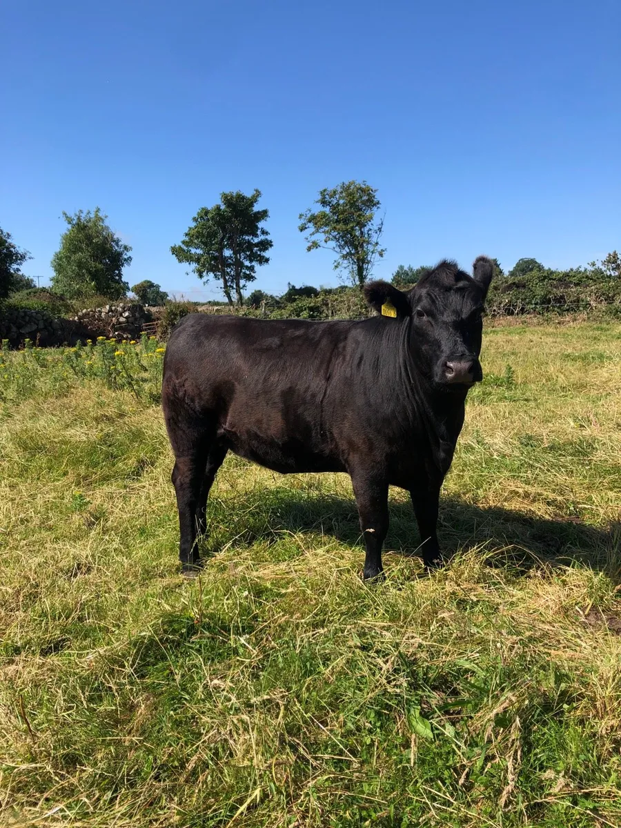 Pedigree Aberdeen Angus heifer - Image 2
