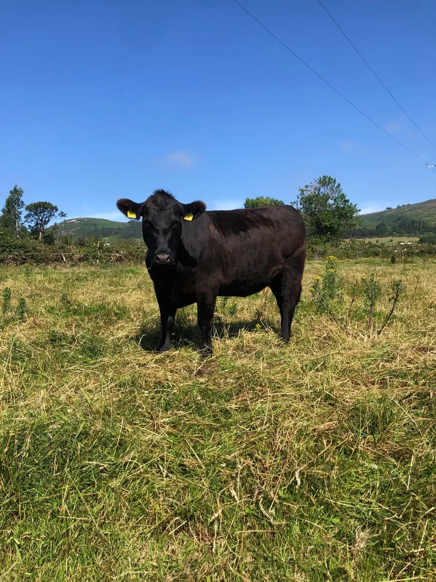 Pedigree Aberdeen Angus heifer - Image 3