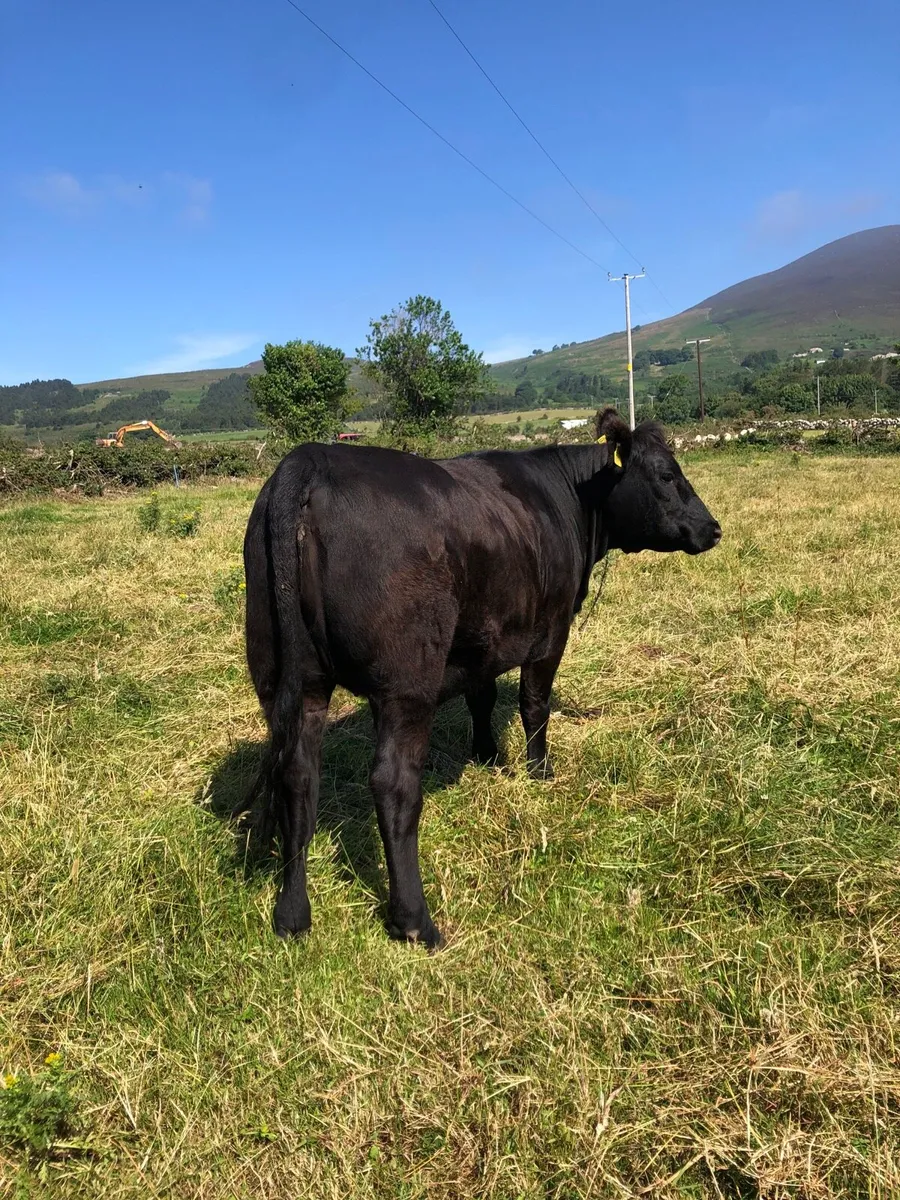 Pedigree Aberdeen Angus heifer - Image 4