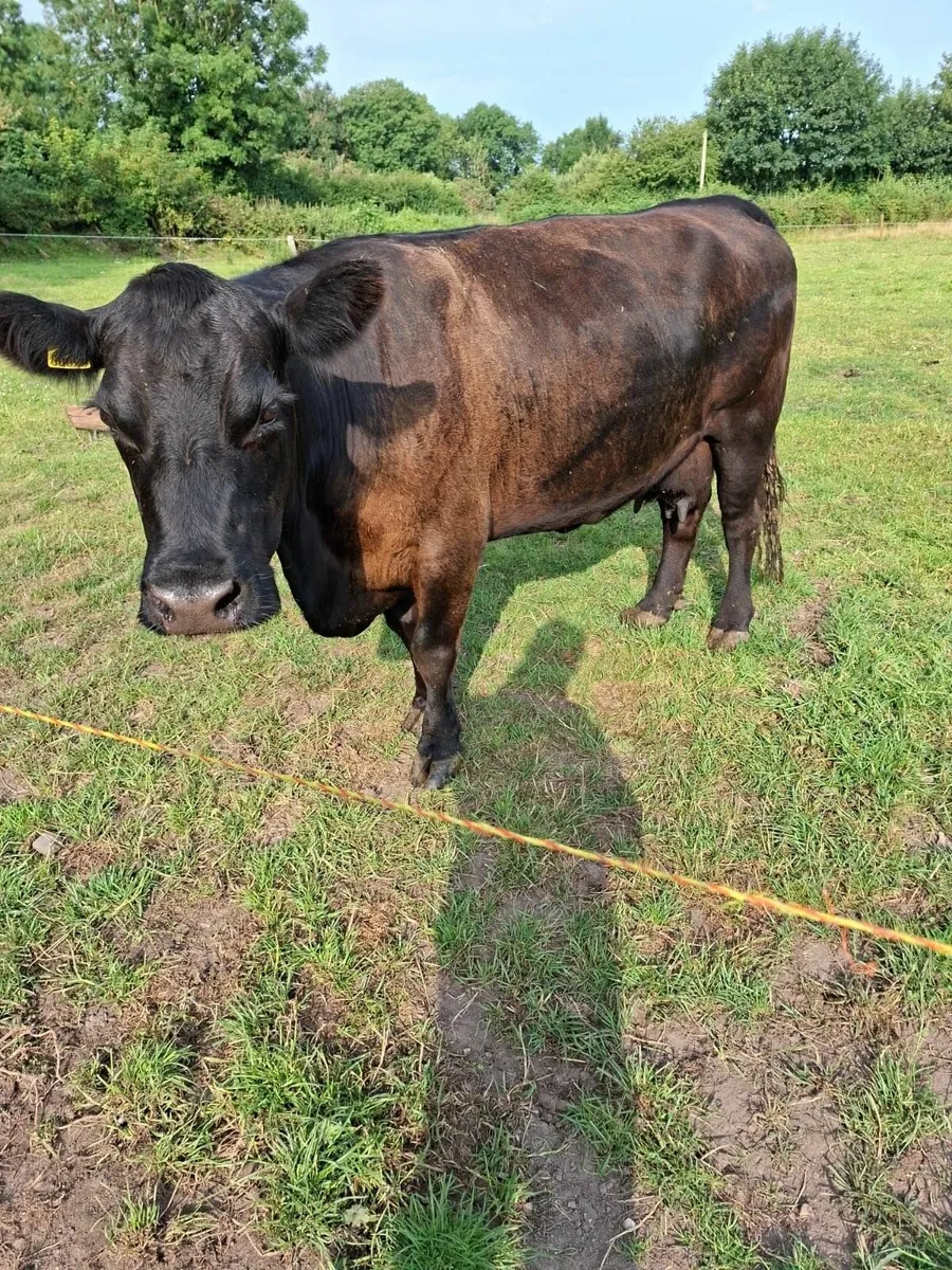 A pure breed registered AA Cow