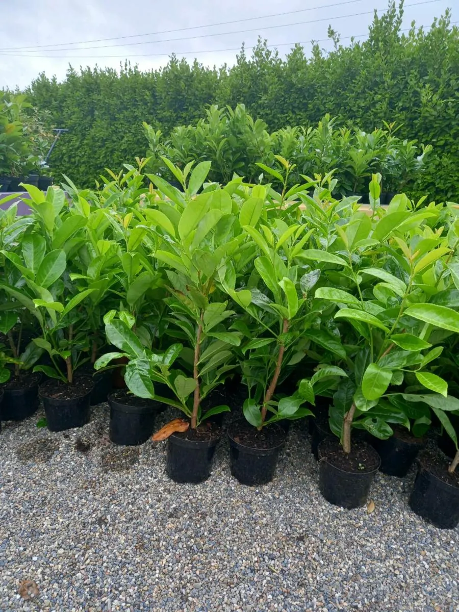 Hedging - Image 4