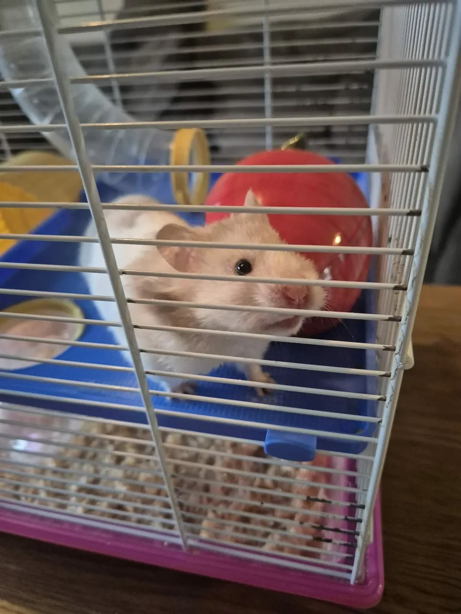 Hamster and Cage free to good home - Image 1