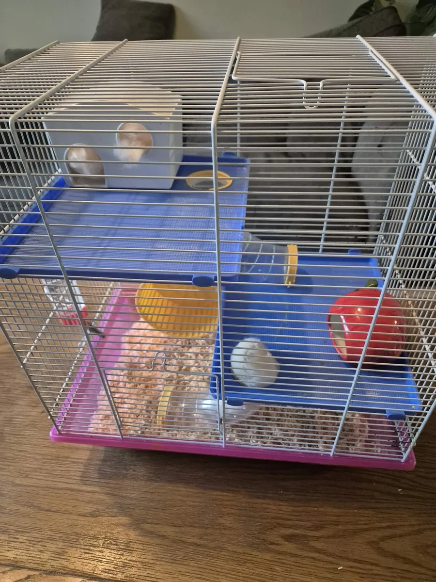 Hamster and Cage free to good home - Image 2