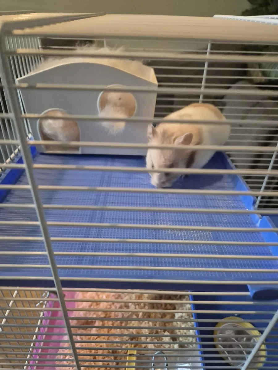 Hamster and Cage free to good home - Image 3