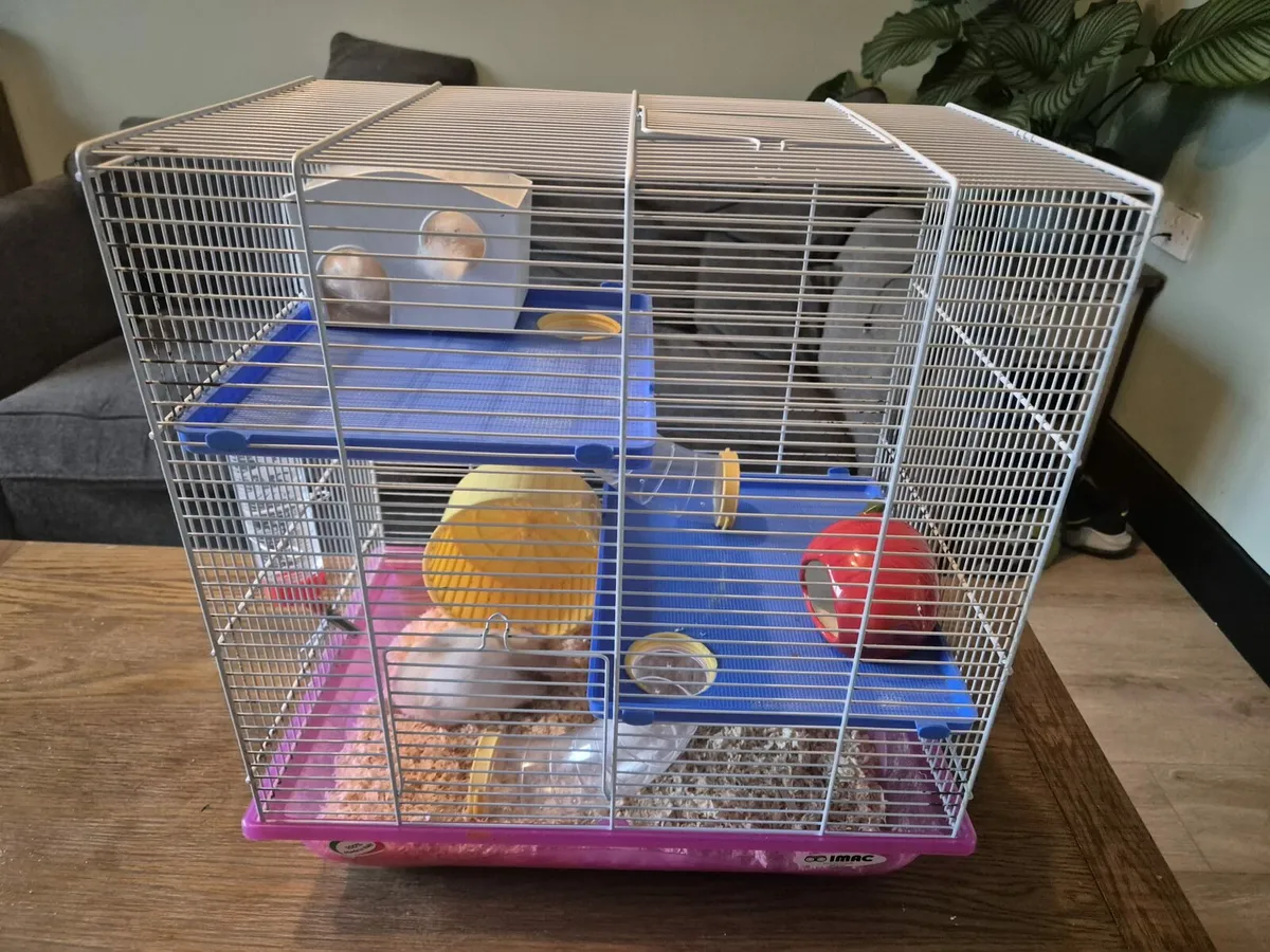 Hamster and Cage free to good home - Image 4