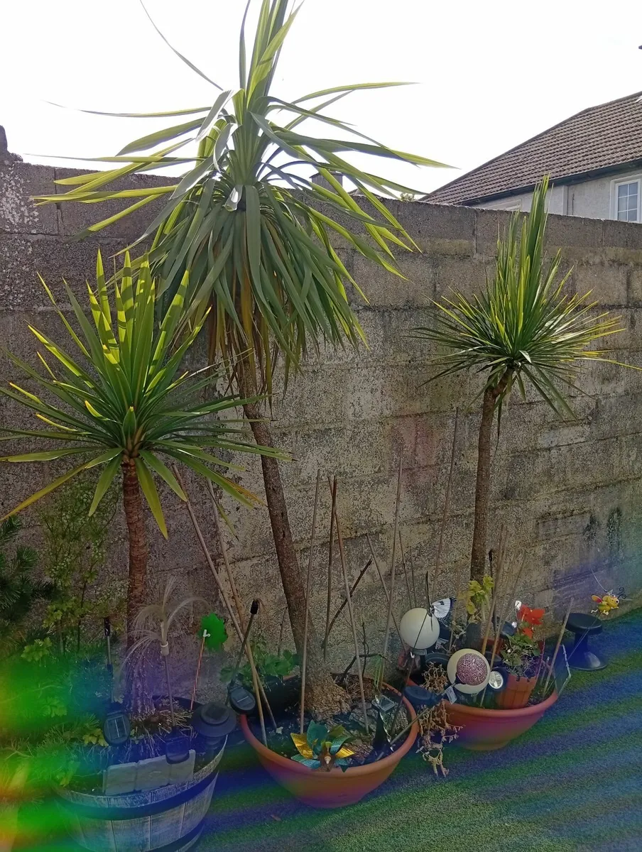 Huge 3plants Yucca Palm Trees - Image 1