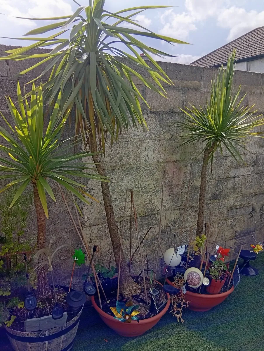 Huge 3plants Yucca Palm Trees - Image 2