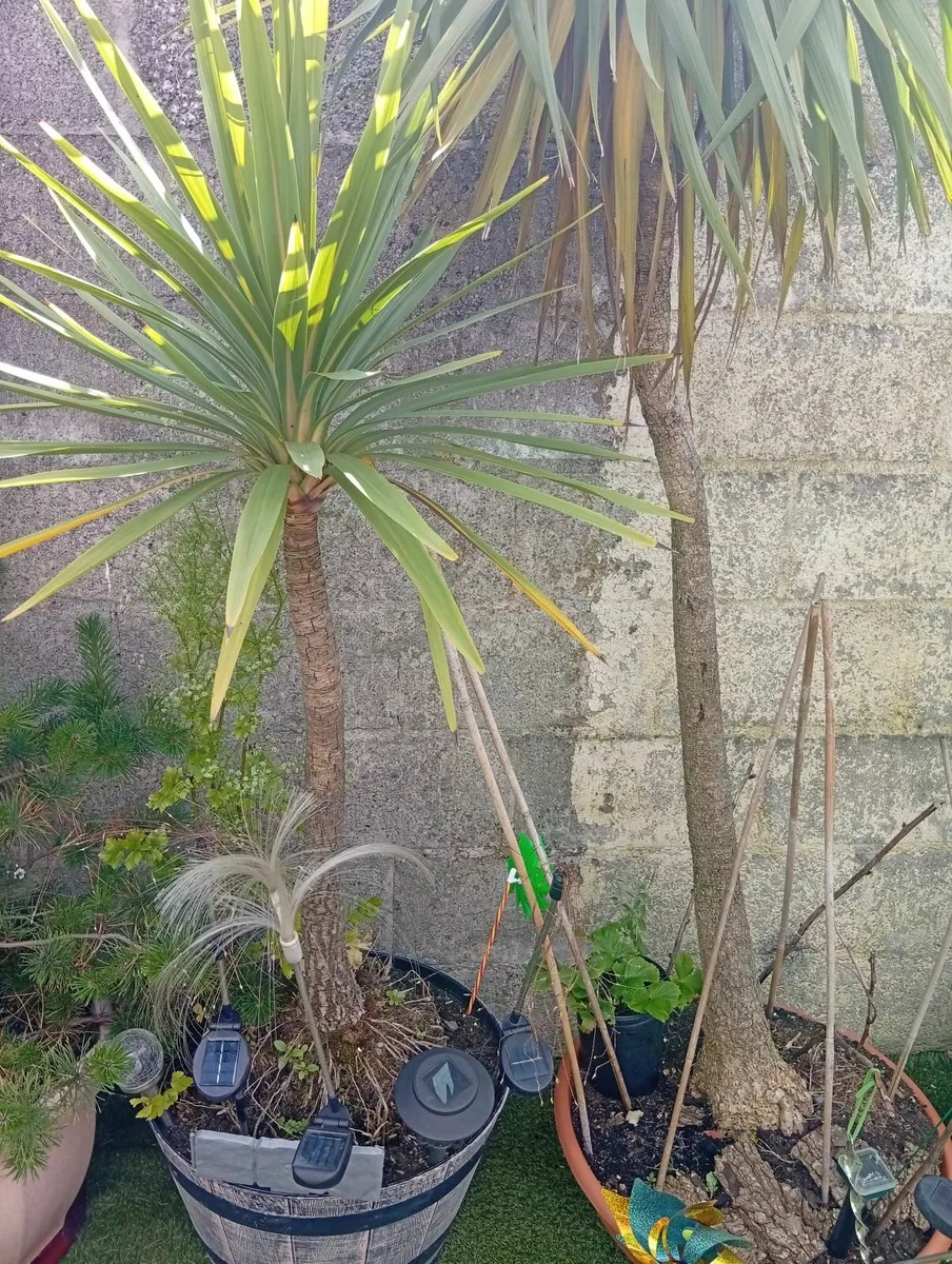 Huge 3plants Yucca Palm Trees - Image 3