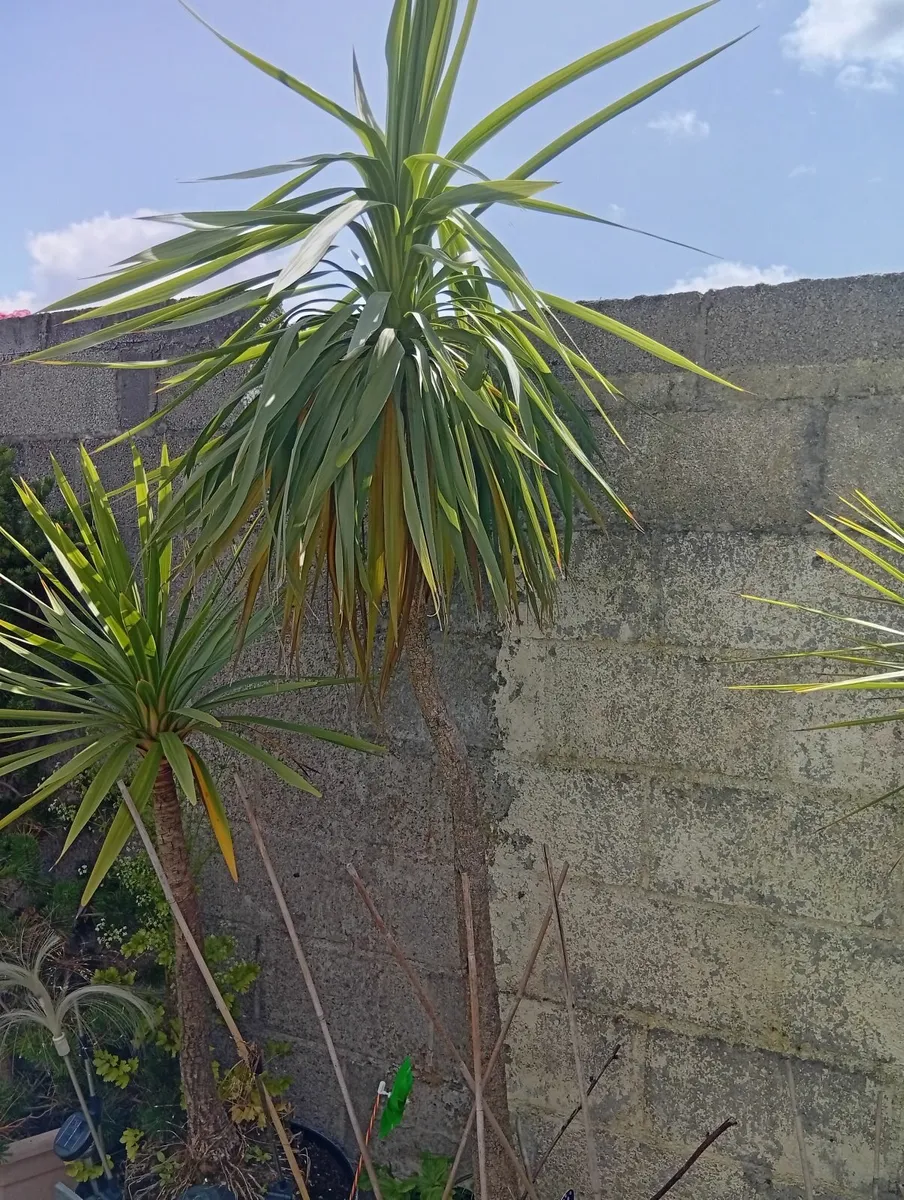 Huge 3plants Yucca Palm Trees - Image 4