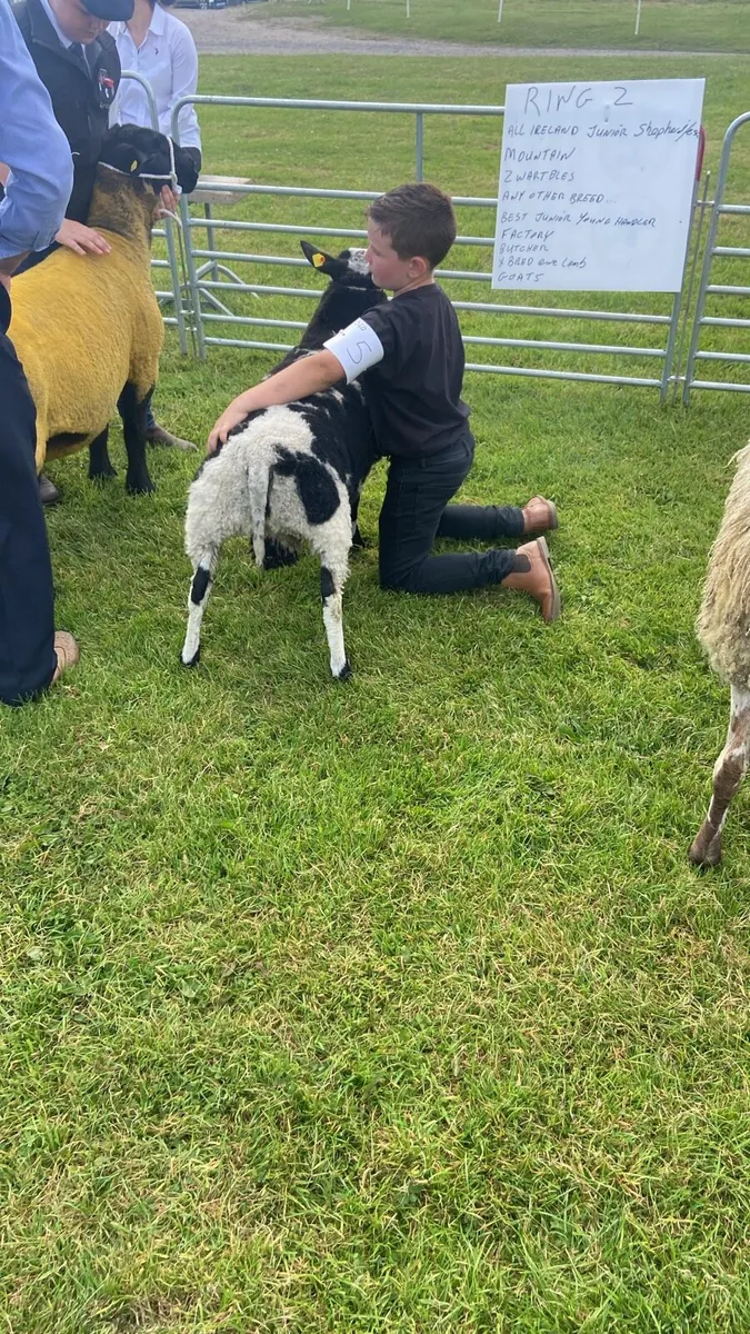 Pedigree spotted Dutch ram lamb - Image 1
