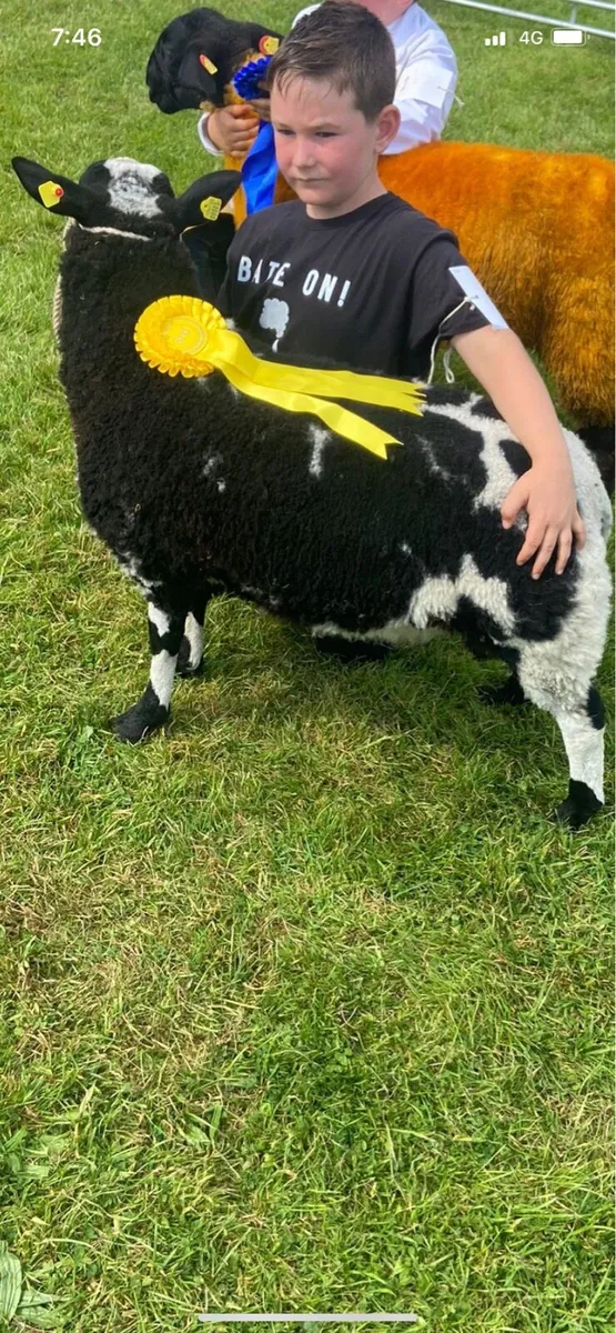 Pedigree spotted Dutch ram lamb - Image 3