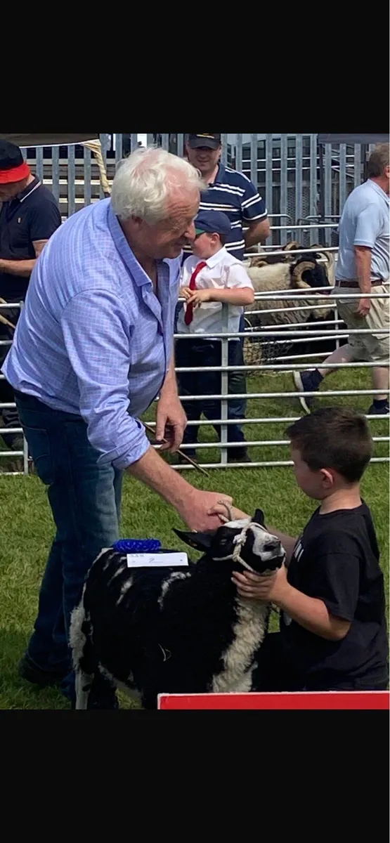 Pedigree spotted Dutch ram lamb - Image 2