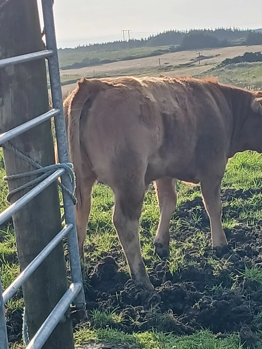Livestock - Image 2