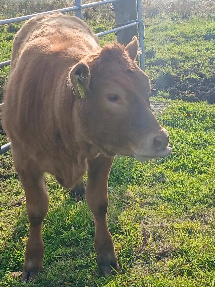 Livestock - Image 3