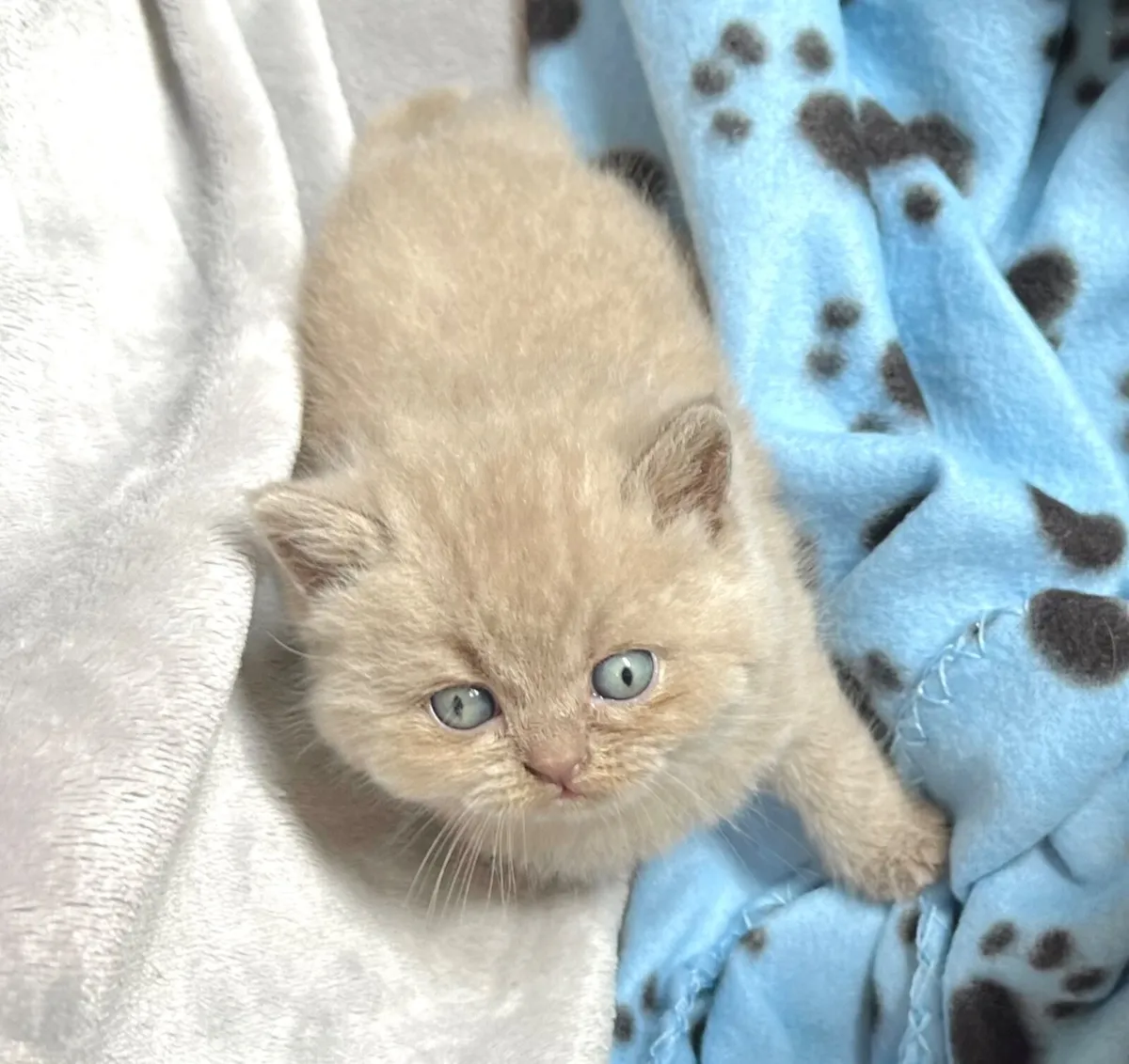 British Shorthair GCCFI Kittens - Image 1
