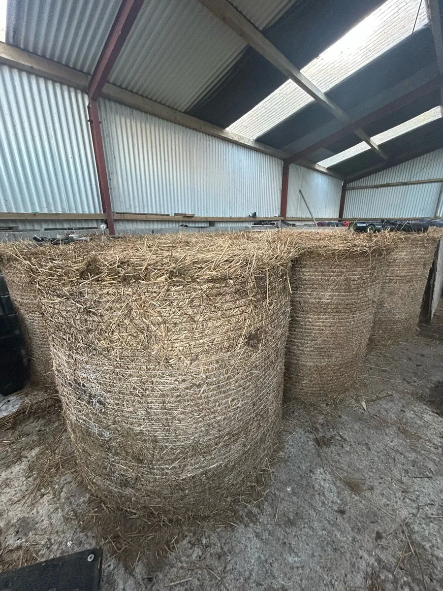 Dry rush bales for sale - Image 1