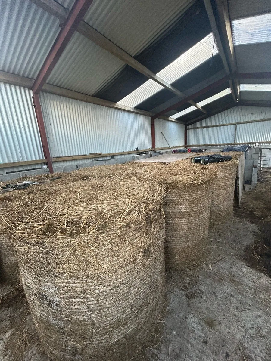 Dry rush bales for sale - Image 2