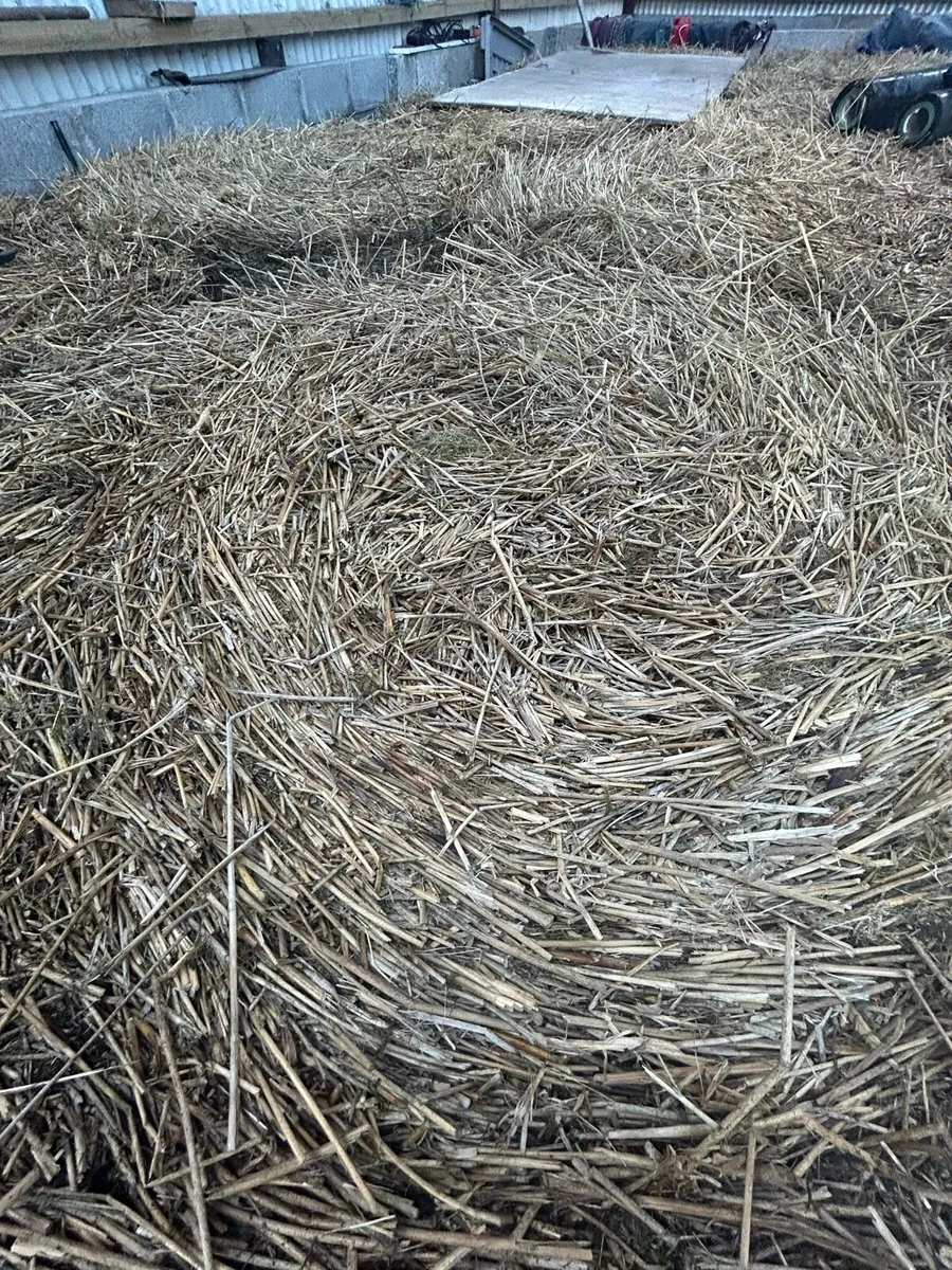 Dry rush bales for sale - Image 3