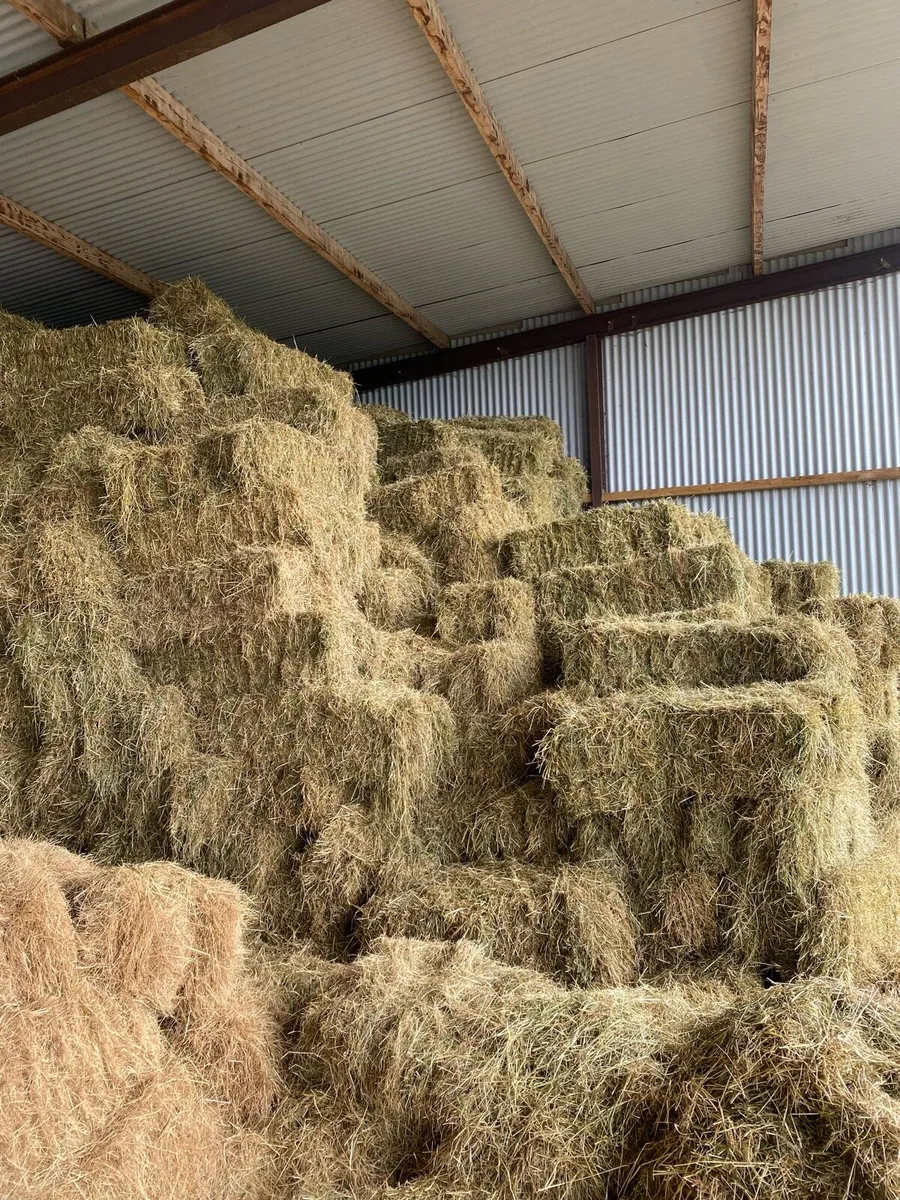 Hay - Image 2