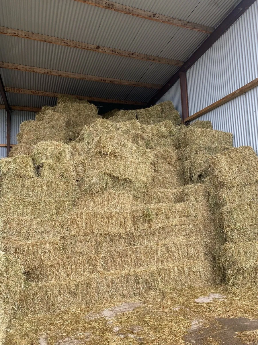 Hay - Image 1