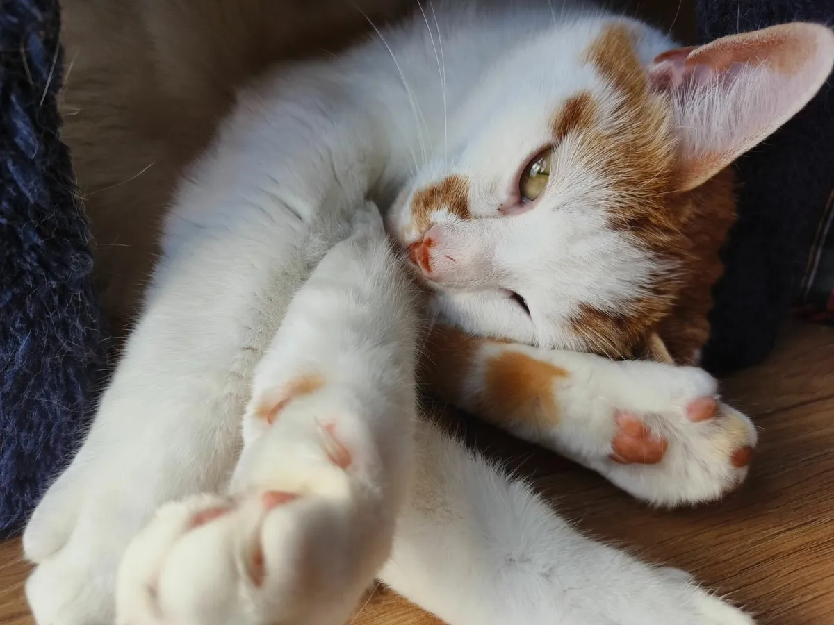 Cat free for good home - Image 1