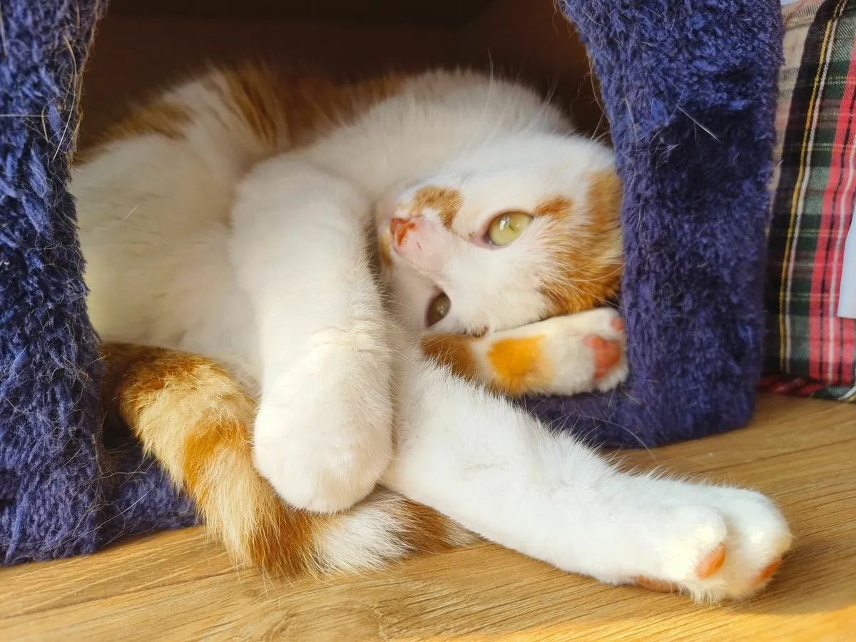 Cat free for good home - Image 2