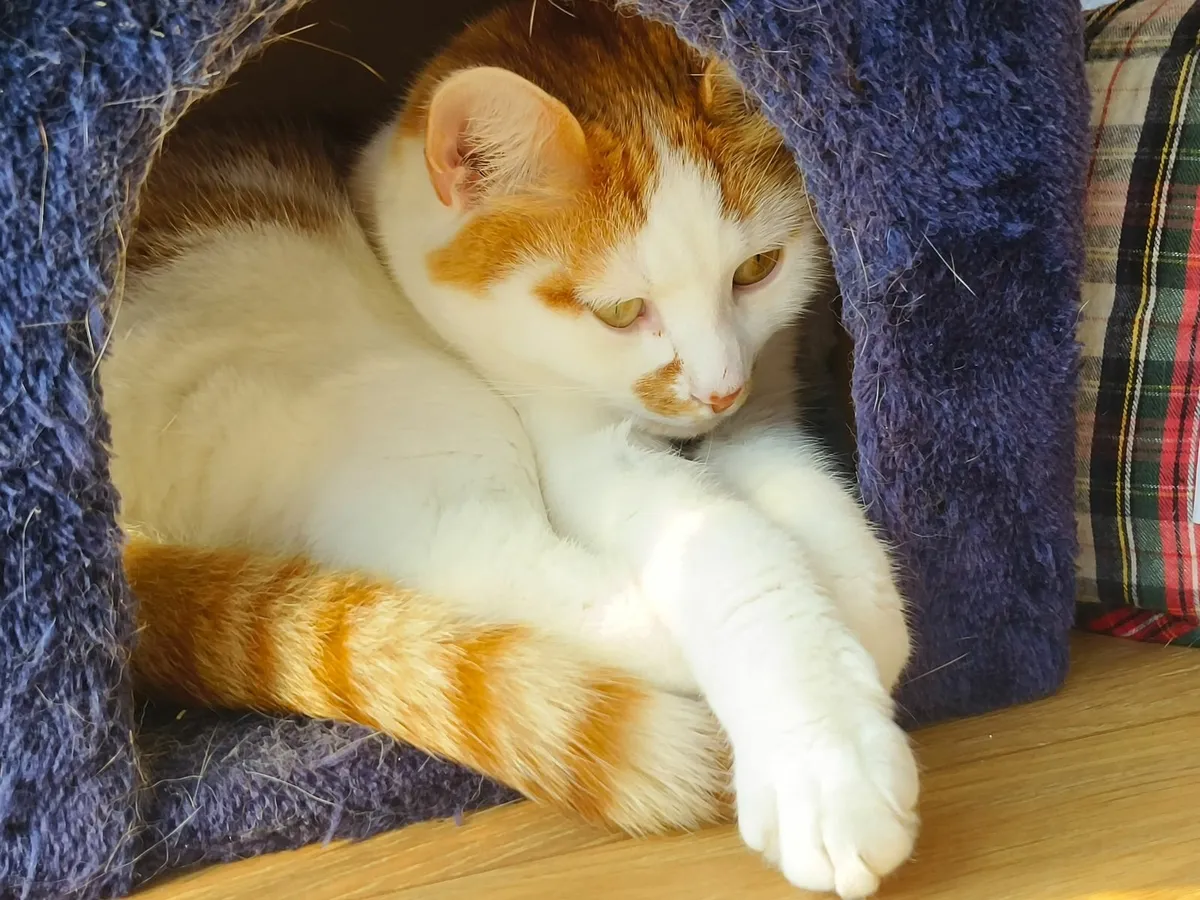 Cat free for good home - Image 3