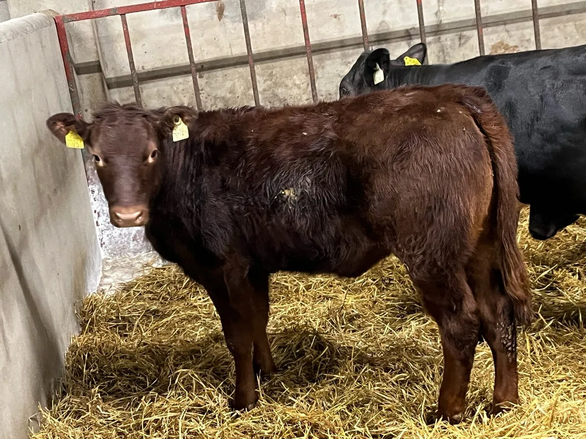 5 Super 250Kg Continental Heifer Weanlings - Image 1