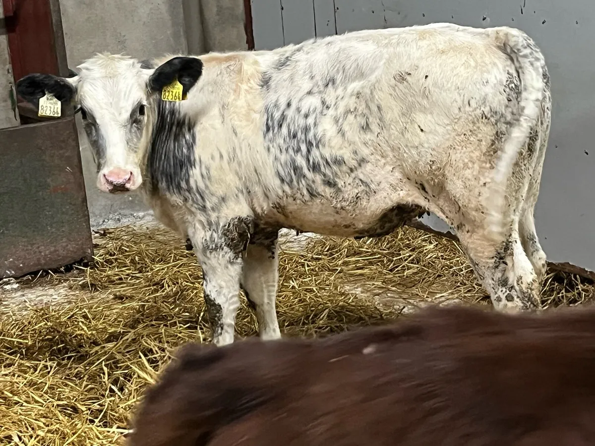 5 Super 250Kg Continental Heifer Weanlings - Image 2