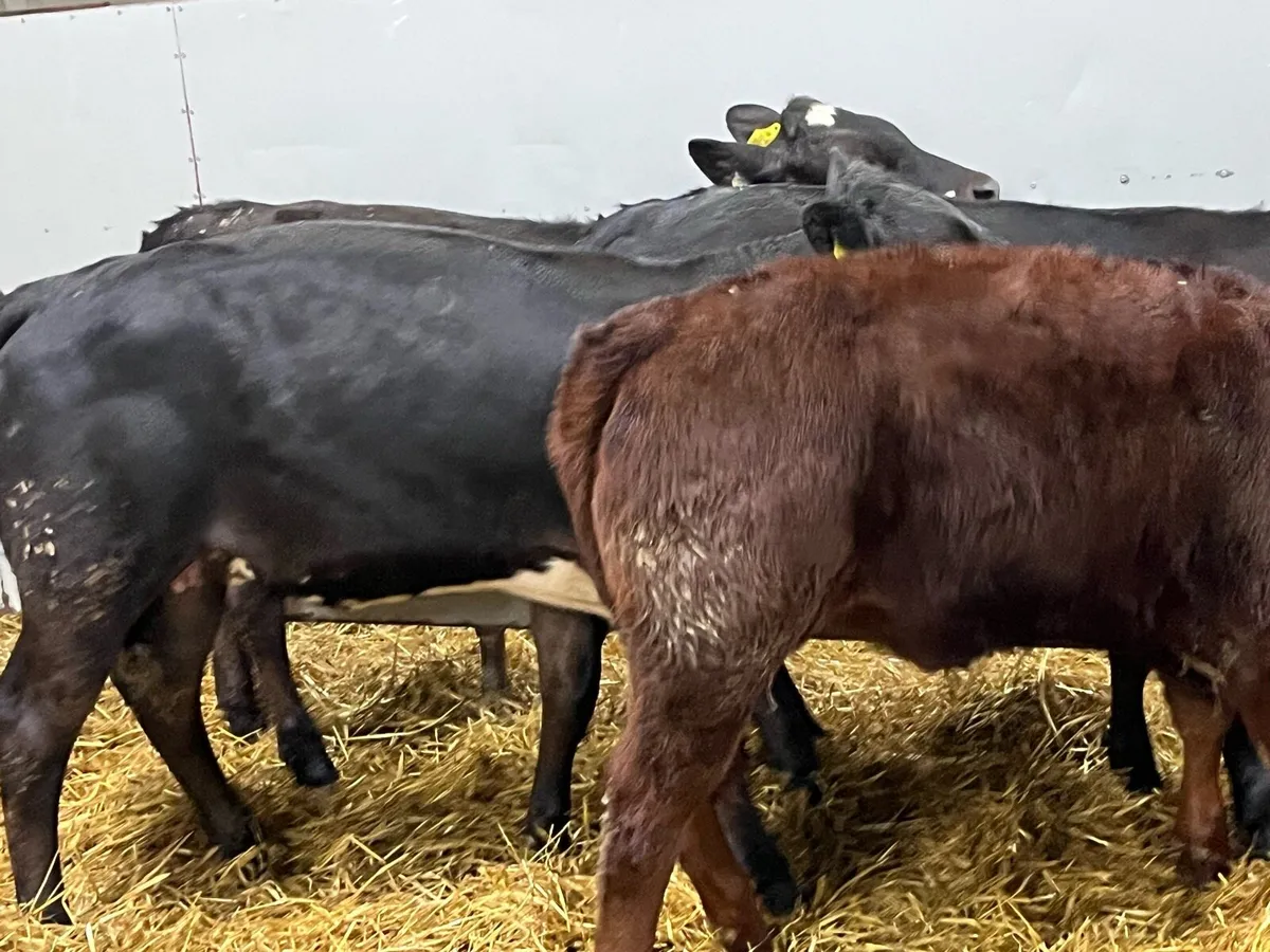 5 Super 250Kg Continental Heifer Weanlings - Image 3