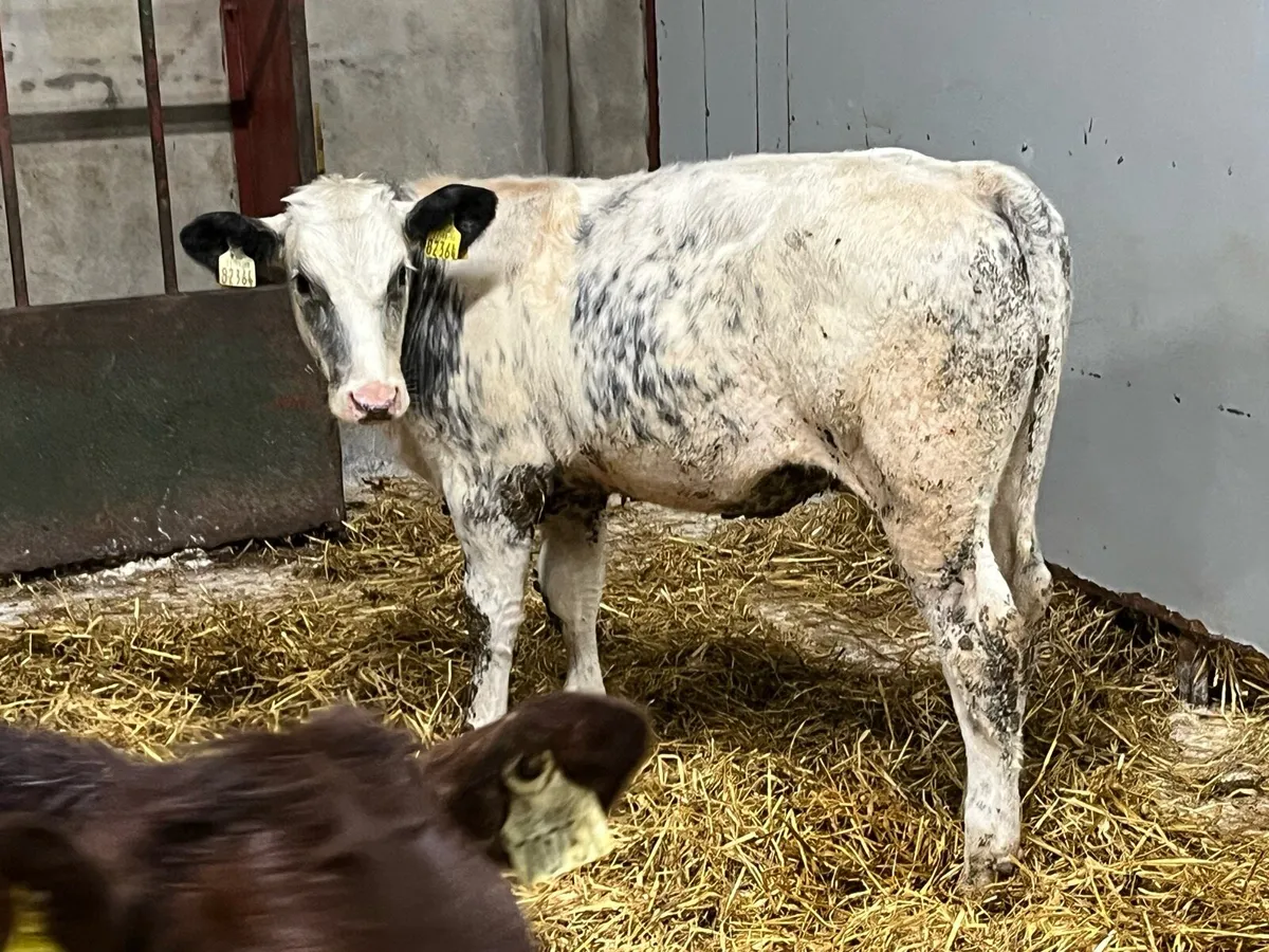 5 Super 250Kg Continental Heifer Weanlings - Image 4