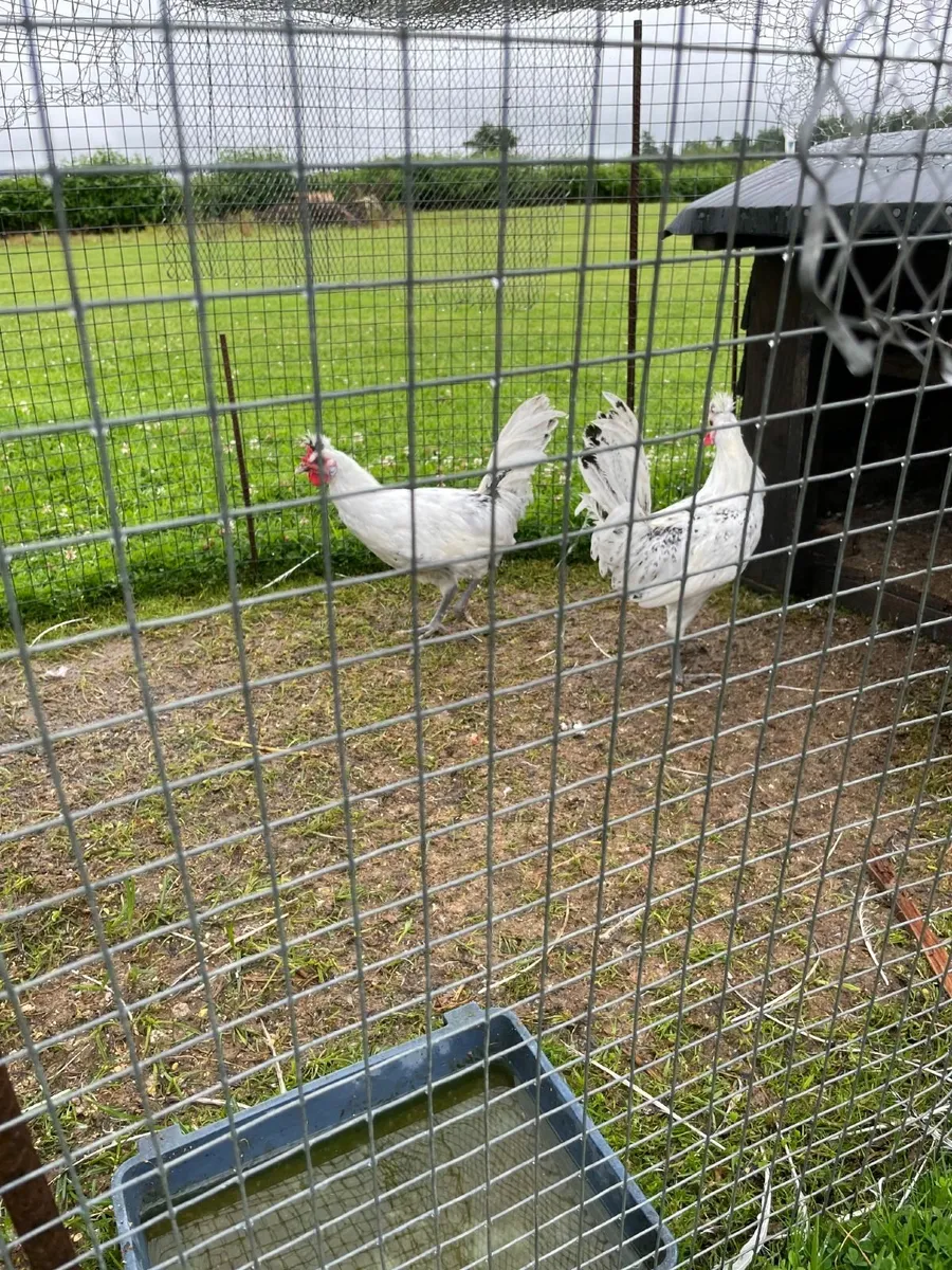 Poultry - Image 2