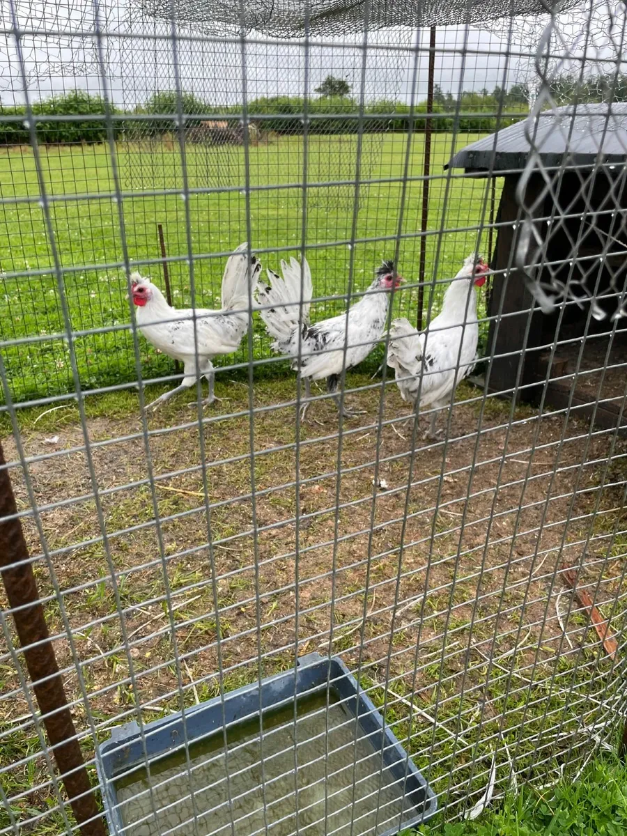 Poultry - Image 1
