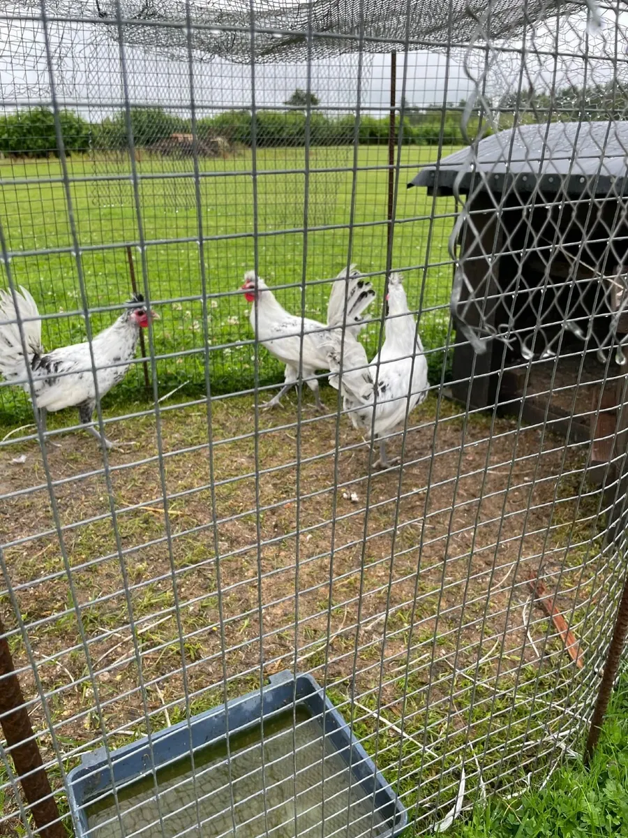 Poultry - Image 3