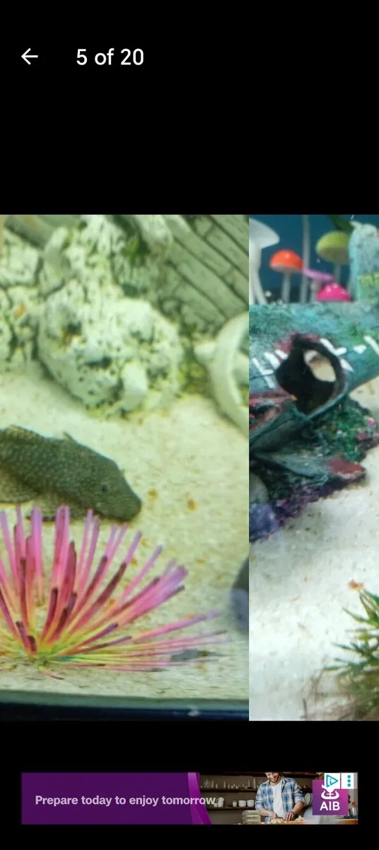 Fish tank - Image 3