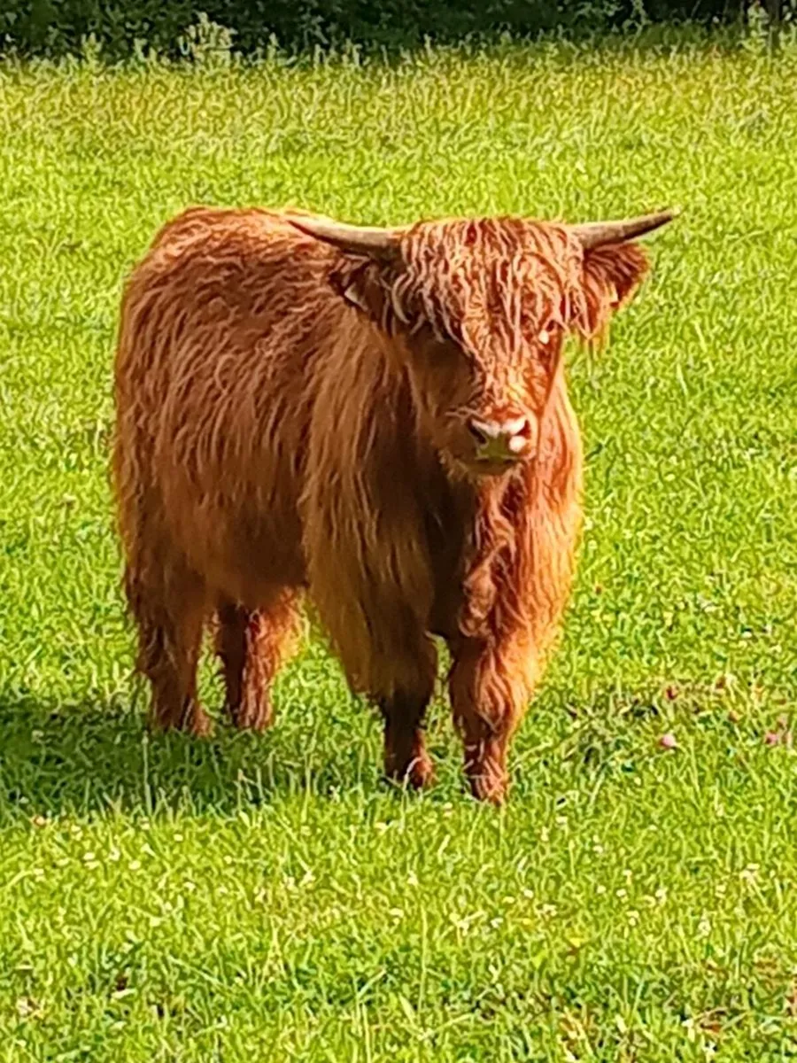 Bull - Image 1