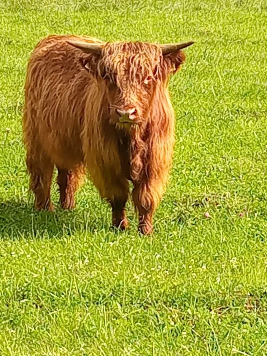 Bull - Image 2
