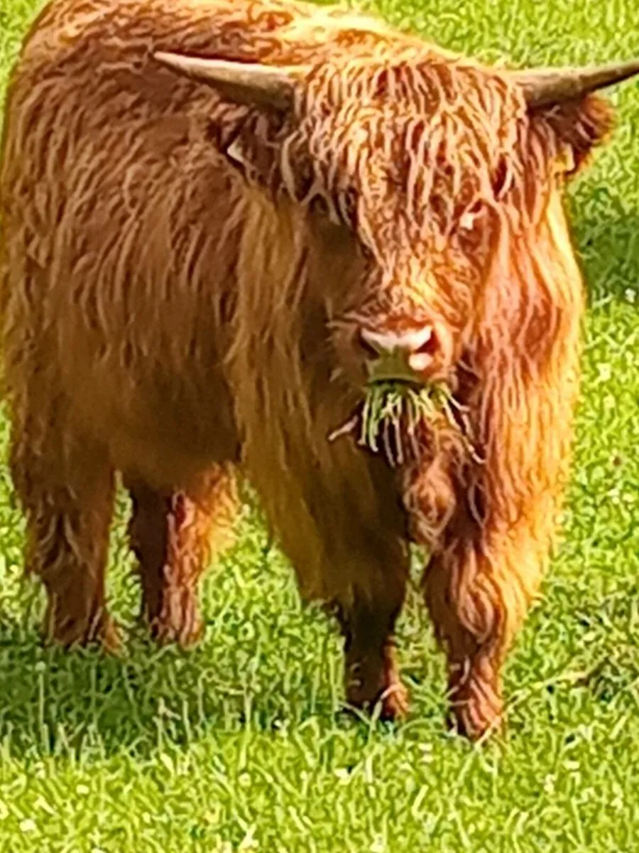 Bull - Image 3