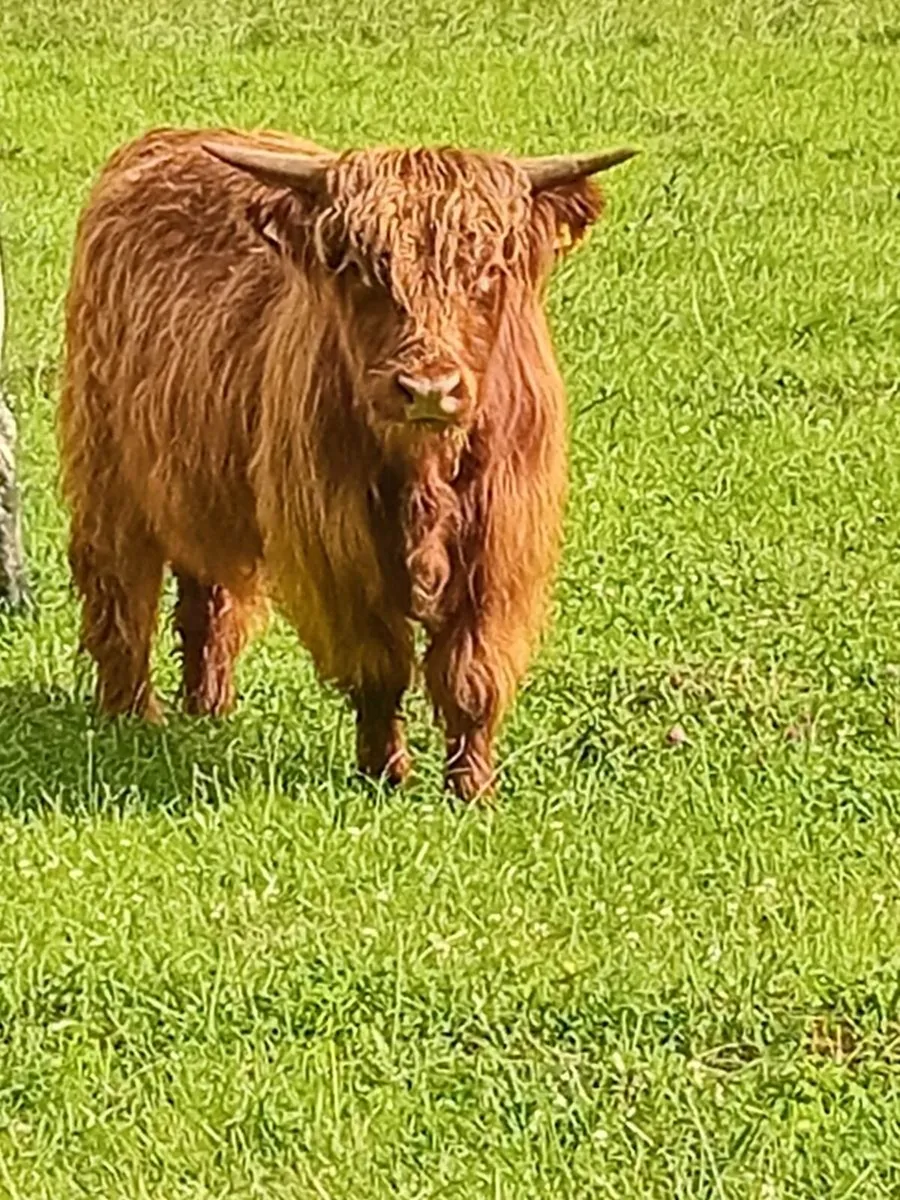 Bull - Image 4