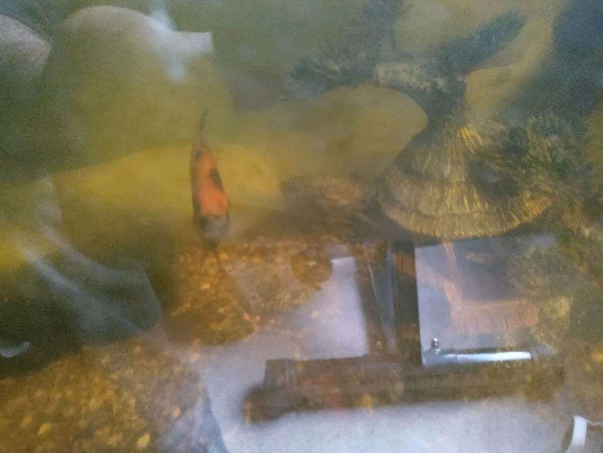 Two angel fish free,skibbereen co cork, - Image 2