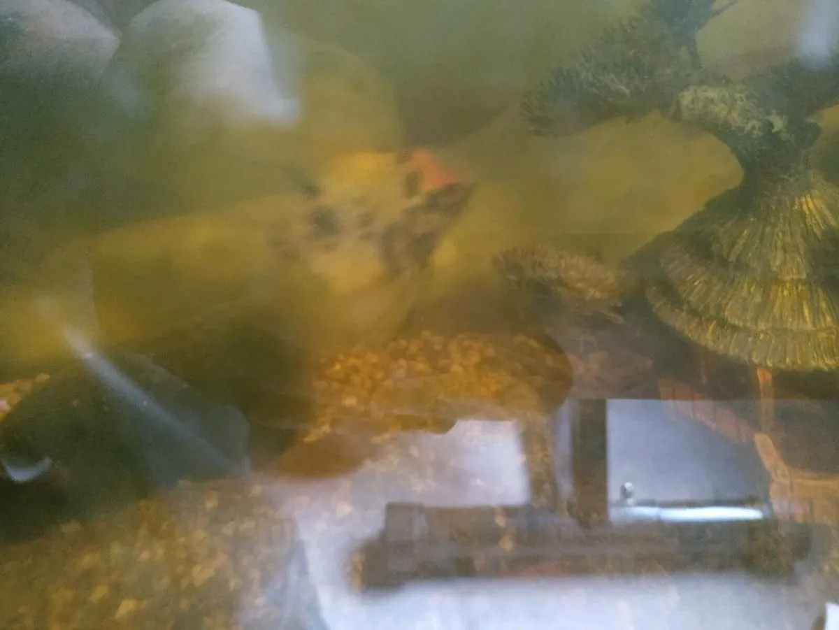 Two angel fish free,skibbereen co cork, - Image 1