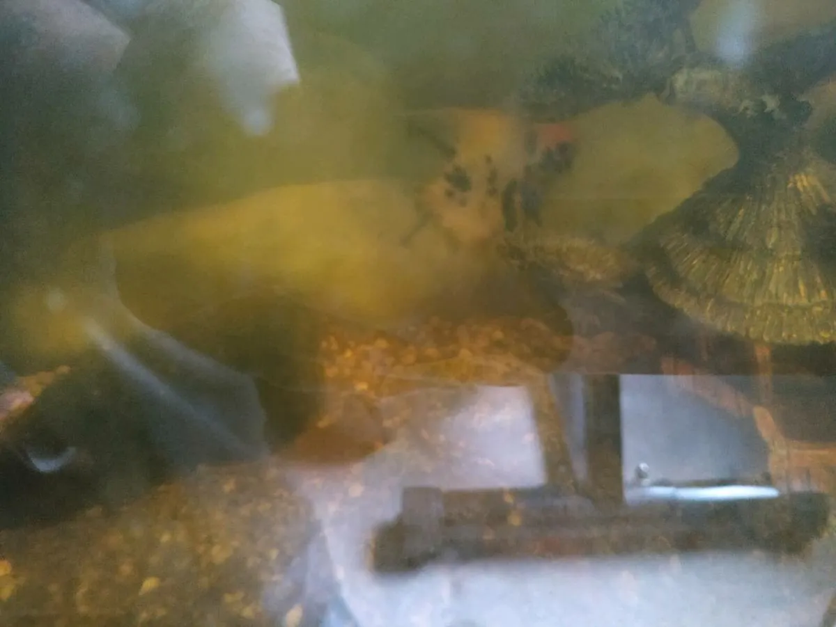 Two angel fish free,skibbereen co cork, - Image 3