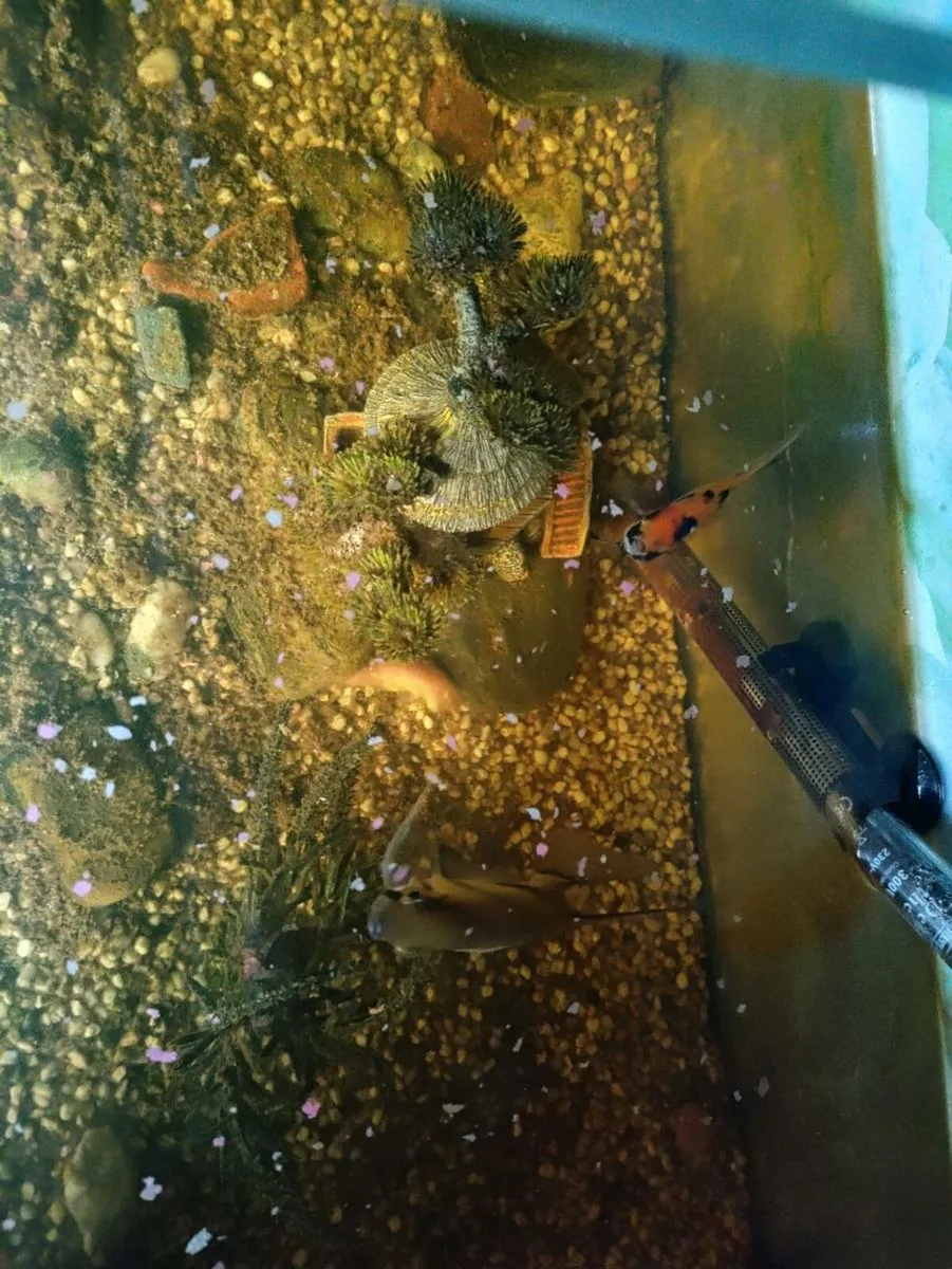 Two angel fish free,skibbereen co cork, - Image 4